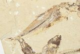 Four Cretaceous Fossil Fish (Scombroclupea) - Lebanon #201376-2